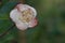 Lonely pink and white myrtle. Parque La Marjal, Alicante, Spain