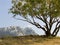 Lonely pistachio tree