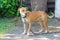 Lonely pit bull waits for the owner on the street