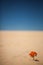 Lonely Plant on Desert