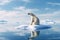 Lonely polar bear standing on an ice floe with blue cool colors. Generative AI