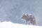 Lonely polar fox wandering in the snow at Hornstrandir Nature Reserve, Iceland