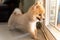 Lonely Pomeranian dog is waiting for someone to open the door. cute puppy dog sitting at the front door looking outside