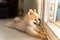 Lonely Pomeranian dog is waiting for someone to open the door. cute puppy dog sitting at the front door looking outside