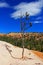 Lonely Ponderosa Pine landscape of Bryce Canyon