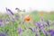 Lonely poppy surrounded by wildflowers. Field of wild flowers at a bright sunny day. Colorful summer landscape