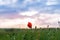 Lonely Poppy Wild Flower and Blurry Background