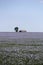 Lonely prairie building and tree in a sea of blue flax