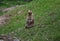 Lonely Prairie Dog Standing Alone on a Hill