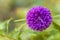 Lonely purple aistra in garden flower garden in early autumn