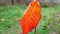 Lonely red autumn leaf on a tree branch.