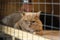 Lonely red cat with a sad look, lying on cage in shelter and waiting for owner with home. Concept of humanity, kindness