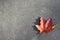 Lonely red leaf on the ground