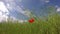 Lonely red poppy blossom in rapeseed field in wind. Timelapse 4k