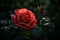 Lonely red rose in the serene garden at dawn., generative IA