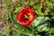 A lonely red Tulip. Soft focus. Close up