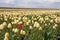 Lonely red tulip in yellow tulip field