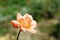 Lonely red-yellow rose on a green background