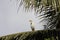 A lonely resting egret on a coconut tree on a summer afternoon. Snapped this in a remote area while roaming around