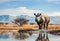 A lonely rhino in the plain of the Etosha National Park of Namibia