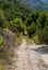 Lonely Road in Dalmatia