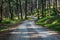 Lonely road through dense pine forest