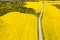 Lonely road on sown fields. Rapeseed fields. Alternative Diesel