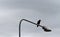 A lonely rook sitting on lamp post