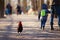 Lonely rooster walking among people. Animal rights, back to natu