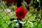 Lonely rose. Nice flowers in the garden in midsummer, in a sunny day.