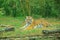 Lonely royal bengal tiger in a zoo relaxing