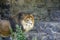 Lonely royal lion standing proudly close-up on gray stone background