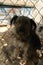 A lonely sad dog behind wire fence. Brown fluffy mongrel with floppy ears