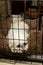 Lonely Sad Pet Dog in Animal Travel Kennel Cage