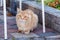 Lonely sad red stray cat sitting on the sidewalk on a cool autumn day, hoping to find a home and owner