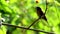 Lonely scaly-breasted munia birds in the tree