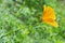 Lonely scarlet wildflower on the blurred green grass background