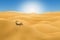 Lonely scorpion in the afternoon desert