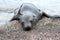 Lonely sea lion pup on Galapagos beach