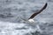 Lonely seagull against the sea in nasty weather