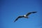 Lonely seagull Black-headed gull bird clear blue sky. Sea or ocean nice picture.