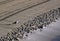 Lonely seagull on cleaned by a tractor sand on the Mediterranean