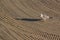 Lonely seagull on cleaned by a tractor sand on the Mediterranean