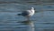 Lonely seagull drinking water from lake,