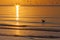Lonely seagull floating on sea waves during golden sunset with f