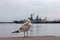 Lonely seagull on a pier near a military base against the background of warships