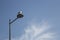 Lonely seagull sitting at street lantern on blue sky background. Loneliness concept. Wild bird on street lamp.