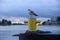 Lonely seagull sitting on a yellow bollard in the early morning at the seaport