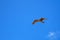 A lonely seagull in the sky, a bird soars beautifully among the clouds, against a blue sky