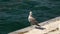 Lonely Seagull Standing on concrete pier